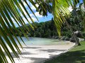 Seychelles - Palm Tree